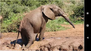 HD Animal Wallpapers Screenshot 0
