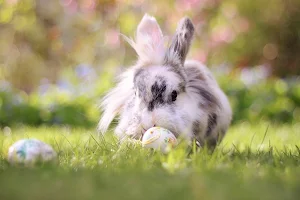 Rabbits Wallpapers Screenshot 1