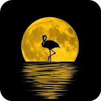 Flamingo Wallpapers