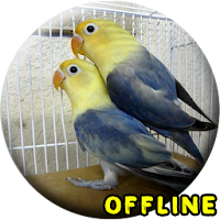 Suara Burung Lovebird Kawin MP