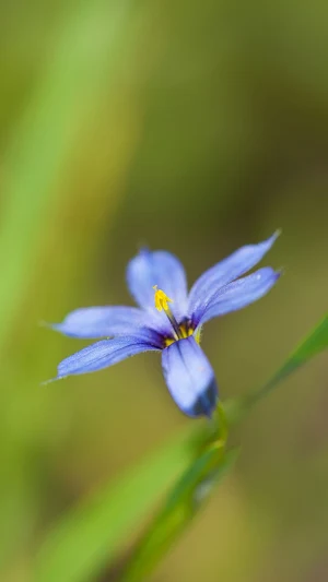 Blue-eyed Grass Wallpaper Screenshot 3