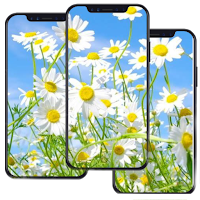 Daisy Wallpapers HD