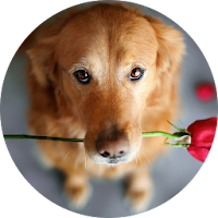 Sound Dogs Love