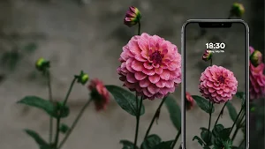 Flower Wallpapers Screenshot 1