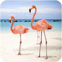 Flamingo Bird Wallpapers