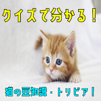 猫の豆知識（トリビア）クイズ  ゲーム