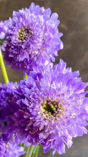 Scabiosa Wallpaper Screenshot 0