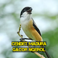 Cendet Madura Gacor Ngerol