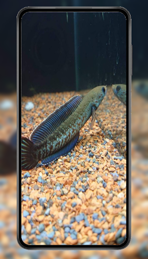 Ikan Channa Wallpaper Screenshot 3