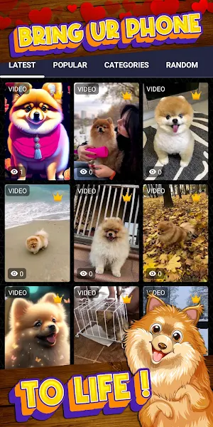 pomeranian wallpaper Screenshot 1