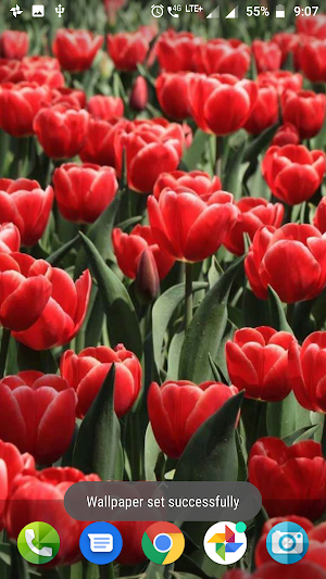 Colourful Flower Hd Wallpaper Screenshot 0