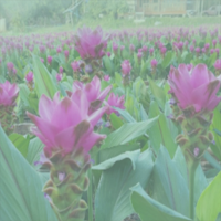 สวนฮักเกษตร