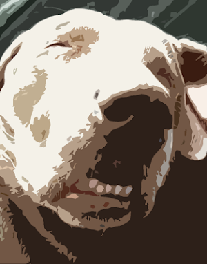 Snoring dog sounds ~ Sboard.pro Screenshot 0