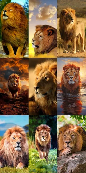 Lion Wallpapers HD Screenshot 2