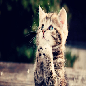 Cat Wallpaper HD Screenshot 3