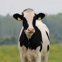 cow sounds