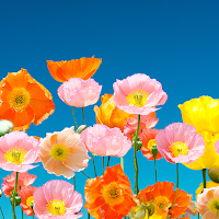 Colorful Poppies Theme +HOME
