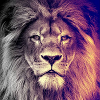 Lion Wallpapers
