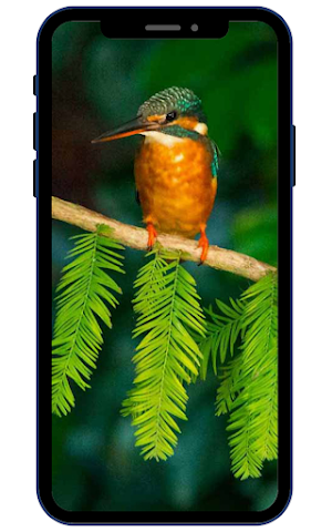 Bird Wallpapers Screenshot 2