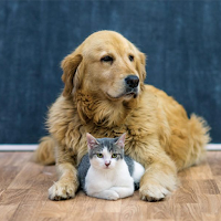 Pets World