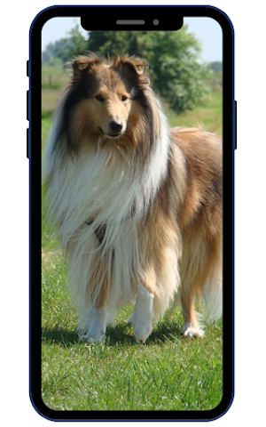Shetland sheepdog Wallpapers Screenshot 0