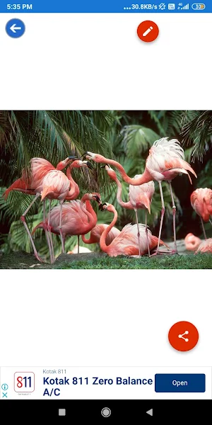 Duck, Flamingo, Parrot, Pigeon Wallpapers Screenshot 1
