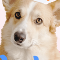 Lovely Pet Shop