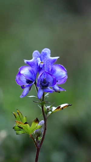 Aconitum Wallpaper Screenshot 2