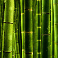 bamboo wallpaper