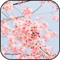 Spring wallpapers