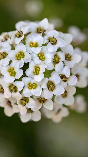 Alyssum Wallpaper Screenshot 0