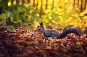 Squirrel Wallpapers Screenshot 3