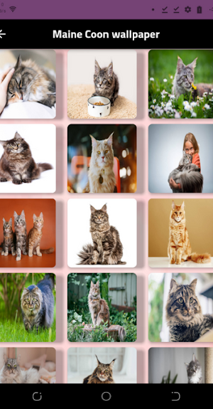 maine coon cat Screenshot 3