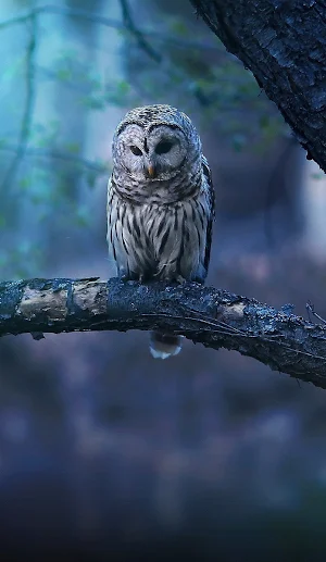 Cute Owl Wallpaper Screenshot 3