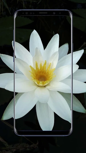 Water Lilies Flower Wallpapers Screenshot 3