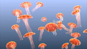 Jellyfish Chrysaora Screenshot 2