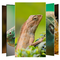 Lizard Wallpapers and Backgrounds