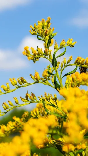Goldenrod Wallpaper Screenshot 1