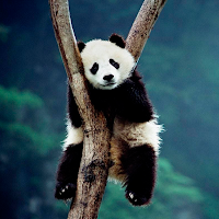 Animaliston