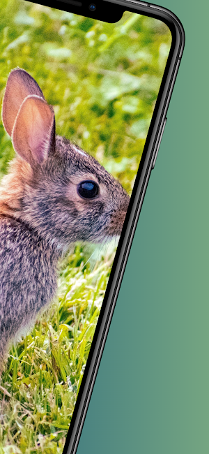 Rabbit wallpapers-4k animals Screenshot 1