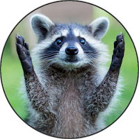 Raccoon Sounds