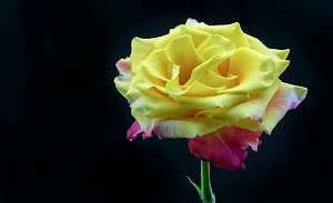 Yellow Rose Wallpapers Screenshot 0