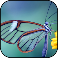 Insects wallpapers