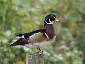 Wood Duck Wallpaper HD Screenshot 2