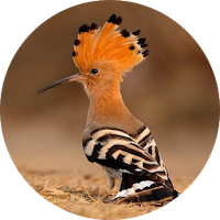 Hoopoe bird song