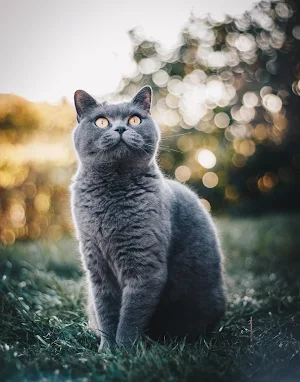 Cat Wallpapers 2022 Screenshot 1