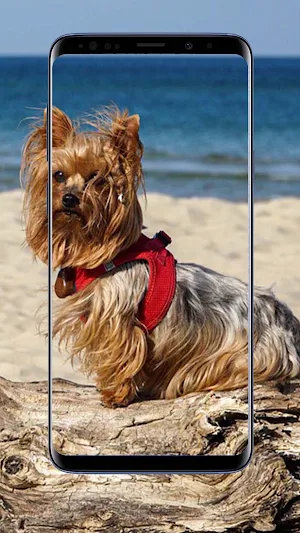 Yorkshire Terrier Wallpaper Screenshot 3