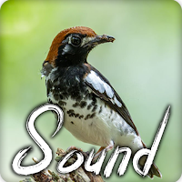 Kicau Burung Anis Kembang