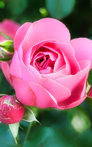 Beautiful Flowers Wallpapers Screenshot 1