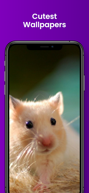 Cute Hamster Wallpapers Screenshot 1